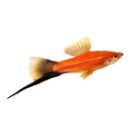 Swordtails - Xiphophorus helleri Swordtails - Xiphophorus helleri